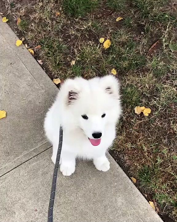 Ce splendide chiot va vous faire fondre. Tellement beau !