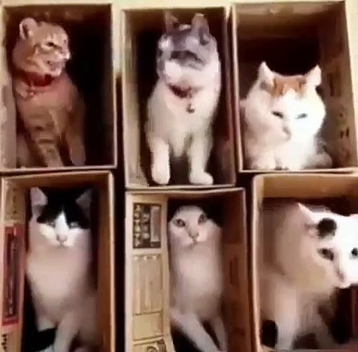 Ces chats vivent une cohabitation très difficile. Hilarant !