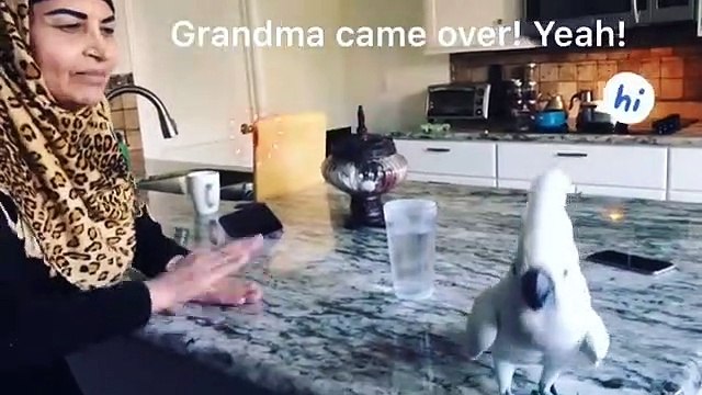 Un perroquet qui adore danser, ça donne ça. Très rigolo !