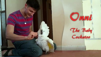 Saklambaç Oynayan Kakadu !