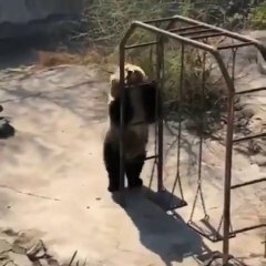This bear is going places - funny top funny of the year