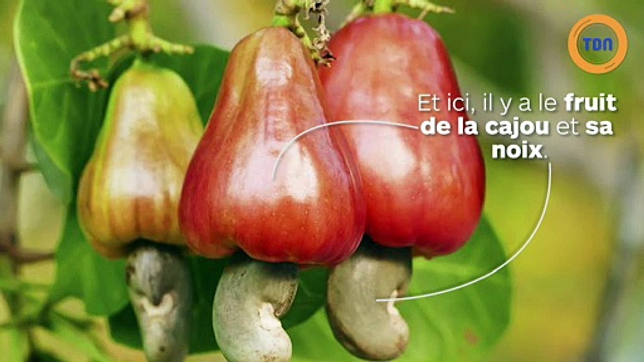La vérité derrière la production de noix de cajou : des femmes vivent avec les mains brûlées pour 2,5 € par jour !