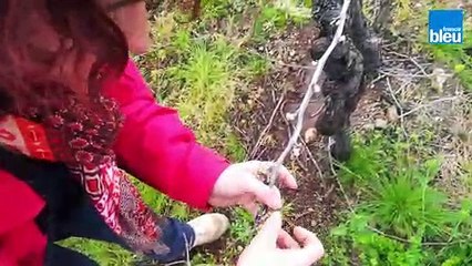 Quel effet le gel a-t-il eu sur les vignes ?