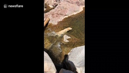 Dog enjoying waterfall gets stuck and pulled out by owner