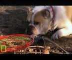 Dog Whisperer S05E13 Bella