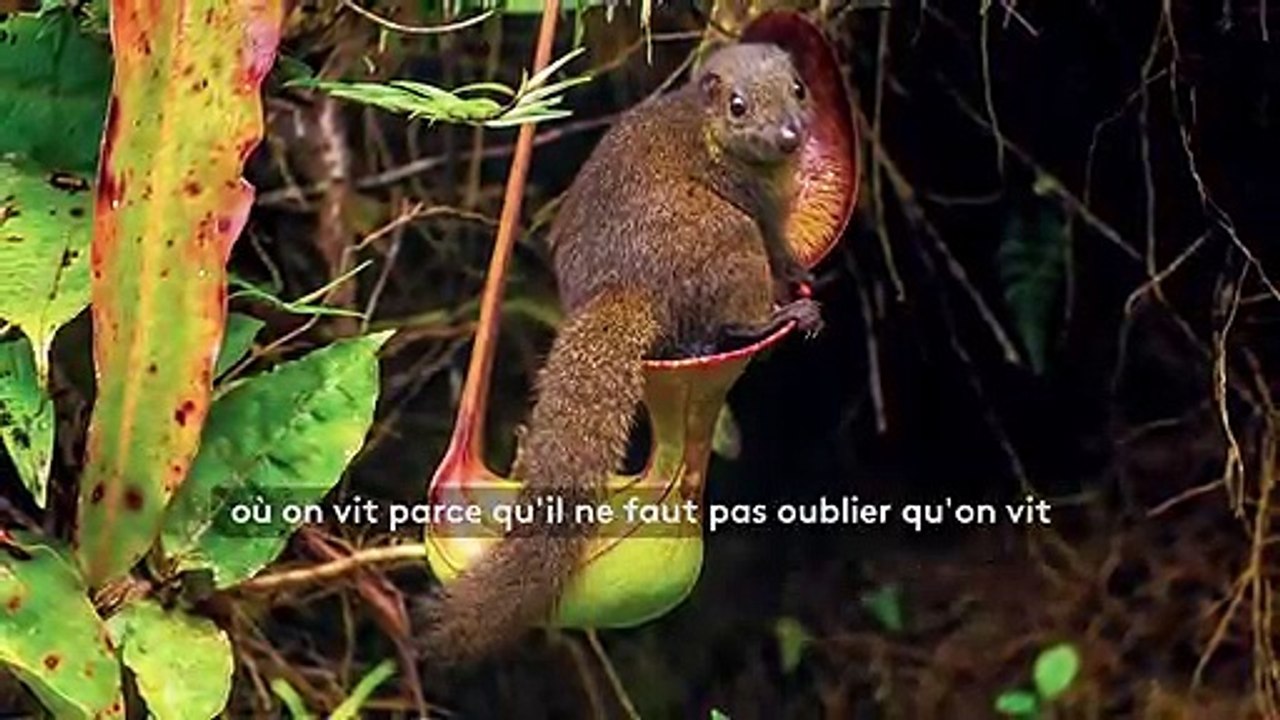 "La Terre est extraordinaire" : "Notre planète", un livre et une série pour mettre en avant la beauté des écosystèmes menacés