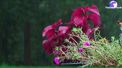 Heavy Rain and Thunder for sleep and relaxation