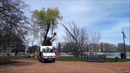 Un saule pleureur menacé à Annecy
