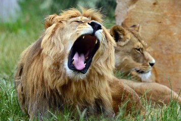 فيديو: أمام الجماهير.. أسد يهاجم مدربه بسيرك في أوكرانيا 