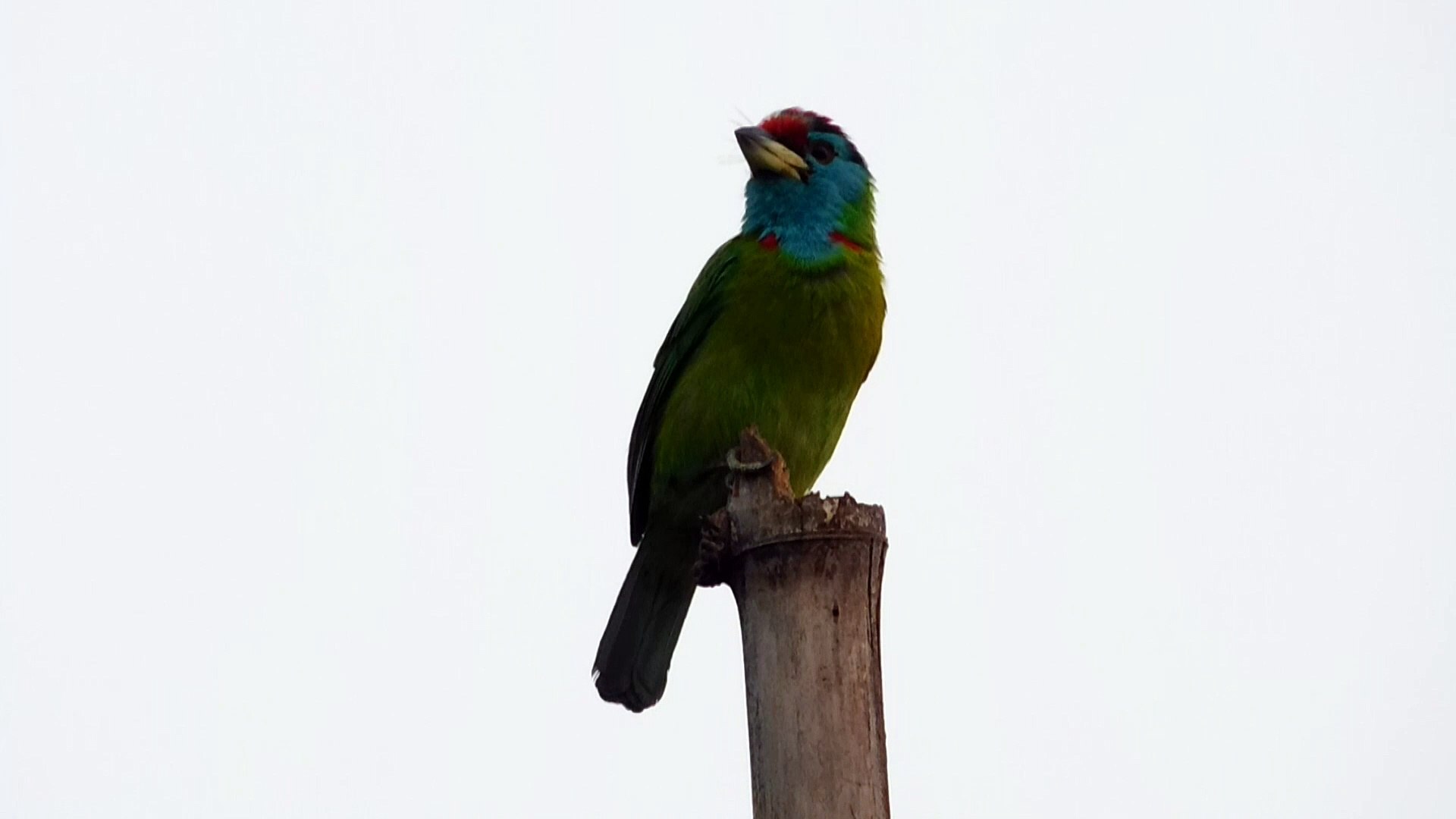 ⁣The beautiful sound of a fairy-tale bird is like a beautiful Bizarre strange bird