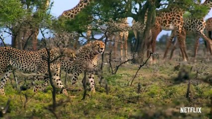 Our Planet | Ellie Goulding & Steven Price - In This Together | Music Video | Netflix