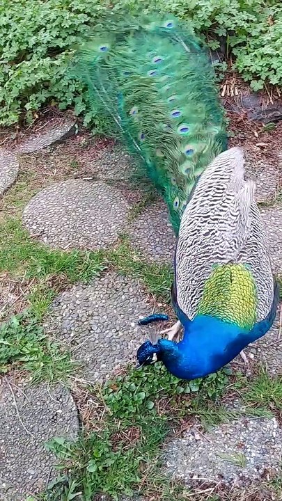 Peacock Watches Him Work
