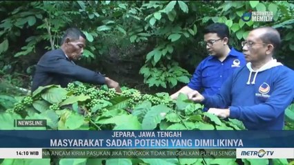 Perkebunan Kopi Ada di Kaki Gunung Muria