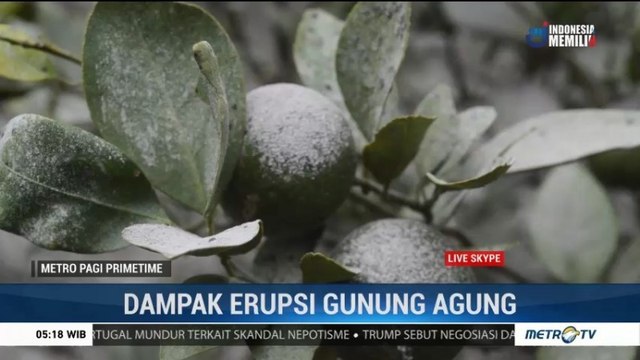 Petani Jeruk Terancam Gagal Panen Akibat Erupsi Gunung Agung