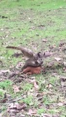 Ce hibou maitrise un aigle... C'est qui le patron