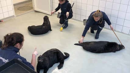 Brest. À Océanopolis, devenez « Soigneur d’un jour »