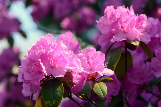 Vos Questions Jardin : Peut-on planter des rhododendrons à 1000 mètres d'altitude