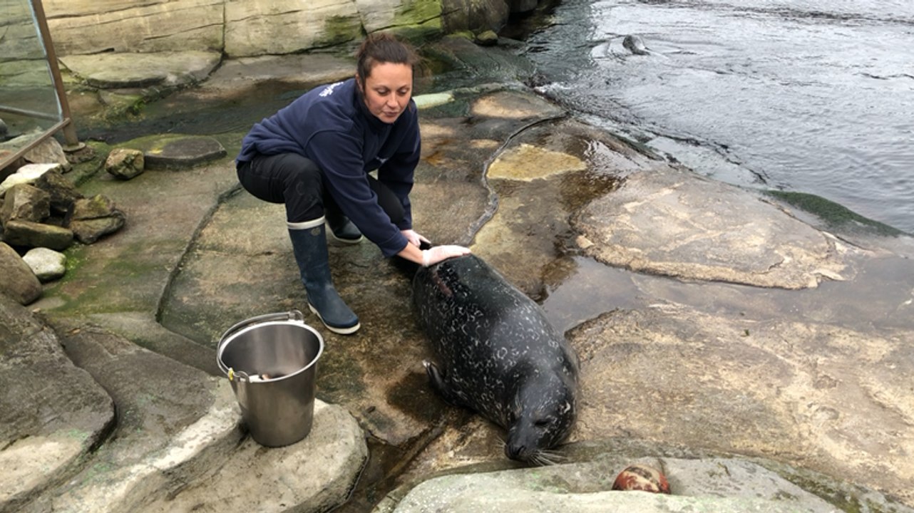 Brest. À Océanopolis, devenez « Soigneur d’un jour »