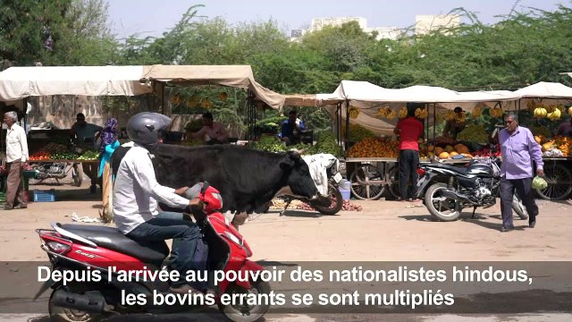 Inde: la prolifération de vaches errantes mais sacrées