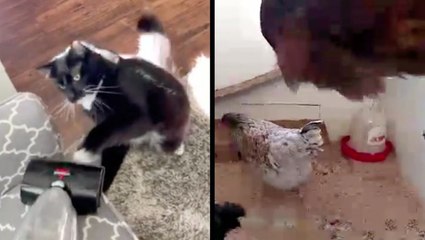 Cat Fights Vacuum Cleaner & Chicken Photobomb