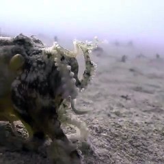 Coconut Octopus Takes a Stroll on the Ocean Floor