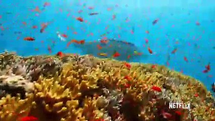 Our Planet - 2 Minutes of Soothing Scenery