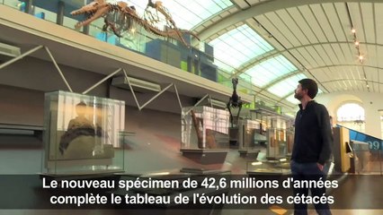 Découverte d'un fossile de baleine à quatre pattes au Pérou