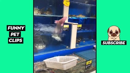 Funny Cute Animals: Tik Tok Pets #54