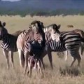 Amazing Animals in Forest live ||what happens when a mother zebra is die || By :-AtoZ Animal TV