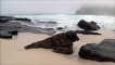 30 min de détente vagues de l'océan - son de haute qualité - pas de musique - vidéo HD d'une belle plage misty