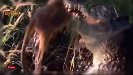 Incredible Crocodile Attack Cangaro Animals Hunt Cocodrilo Ataca a Canguro