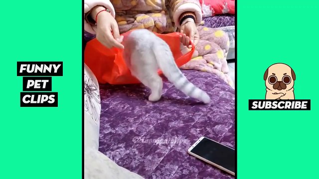 Funny Cute Animals: Tik Tok Pets #56