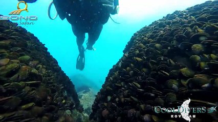 Human limitations disappear underwater... Dive with Bond Safari...Be cool, Dive Cool...!