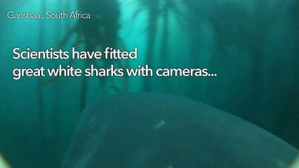 Shark-cam gives scientists new insight to great whites