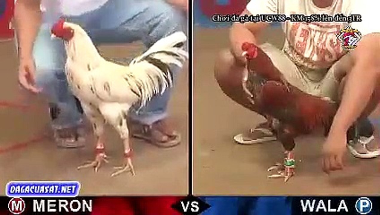 COCK-FIGHTING