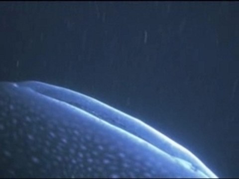 Requins baleines sur Ras Ero - Djibouti 2005