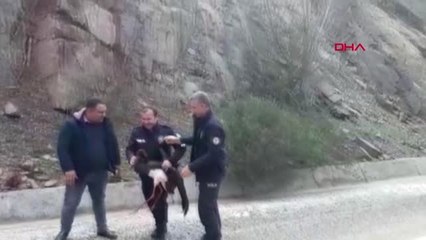 Adana Polisler, Yaralı Buldukları Leyleği Tedavi Ettirdi