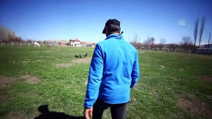 Geleceğin 'şampiyon tayları' burada yetişiyor - KONYA