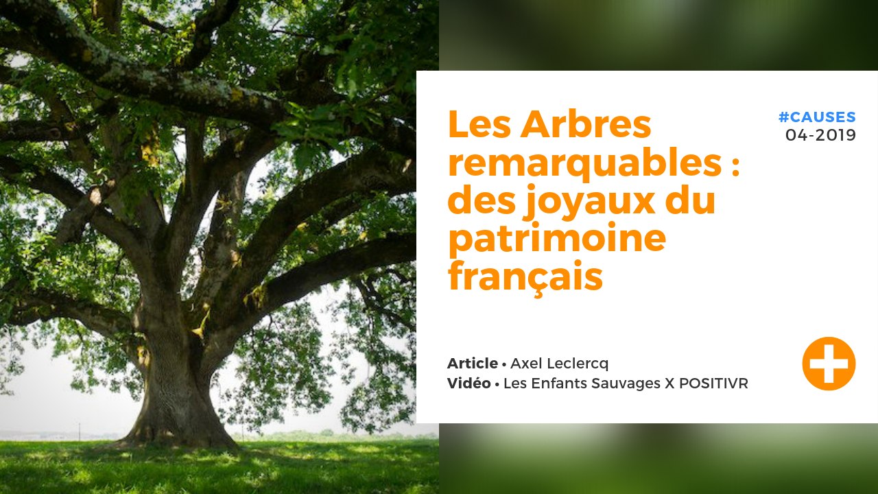 Les Arbres remarquables : des joyaux du patrimoine français
