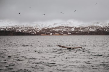 Húsavík et le chant des baleines