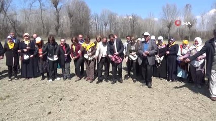 Kastamonu'da Bu Yıl 300 Dönüm Arazide Kendir Ekilecek