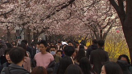 도심 봄꽃 축제장 인파 몰려..."대중교통 이용 당부" / YTN