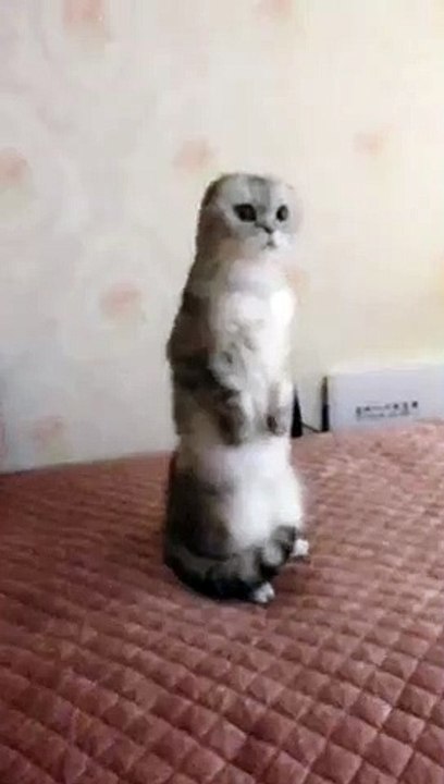 The cat stands just like a marmot.