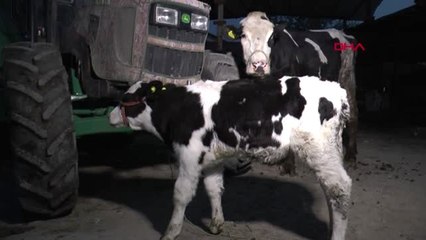 Denizli Bakan Pakdemirli'den Sabiha Nineye Hediye İnek ve Buzağı