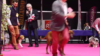 Exposition internationale canine de Colmar