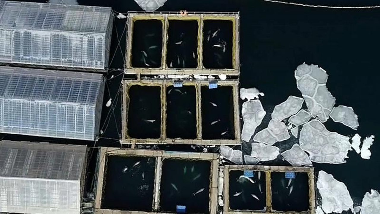 Wale in Russland sollen befreit werden