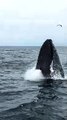 Whales Put on Show for Watching Tour Group