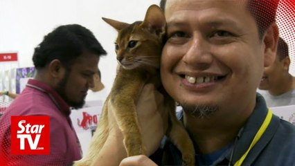 Purr-fection! Cats take centre stage in competition