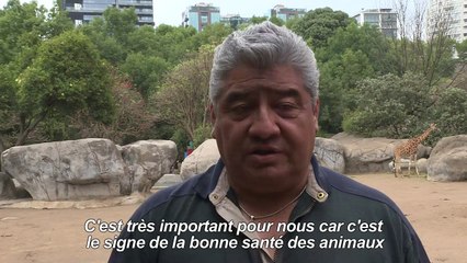 Le zoo de Mexico présente son nouveau bébé girafe