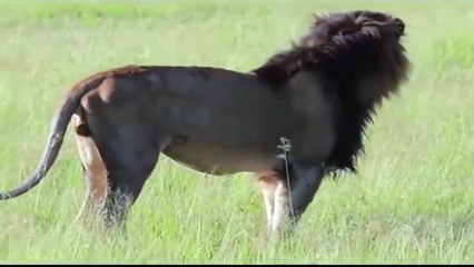 Newborn Hyena was stolen by male Lion